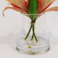 BTG038 Orange Tiger Lily