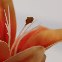 BTG038 Orange Tiger Lily