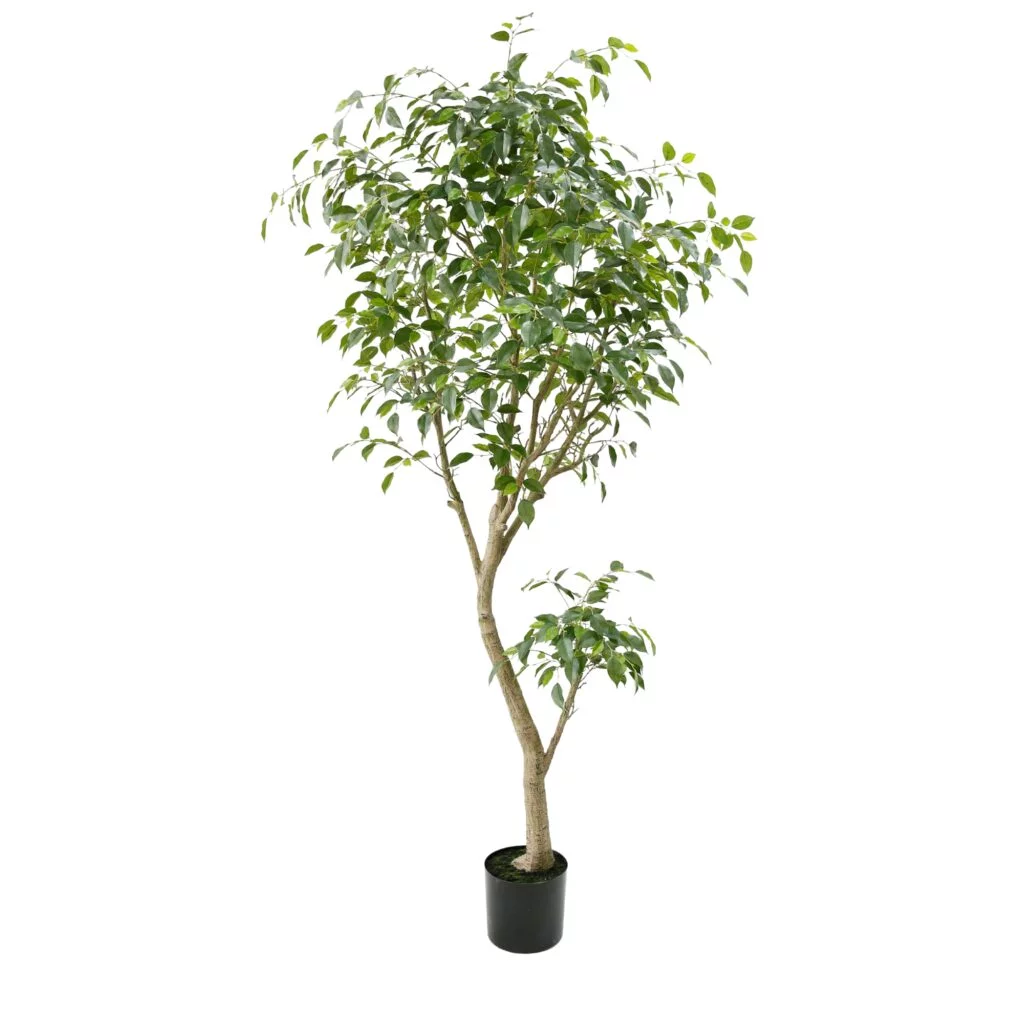 FICUS BENJAMINA TREE 206cm - GREEN