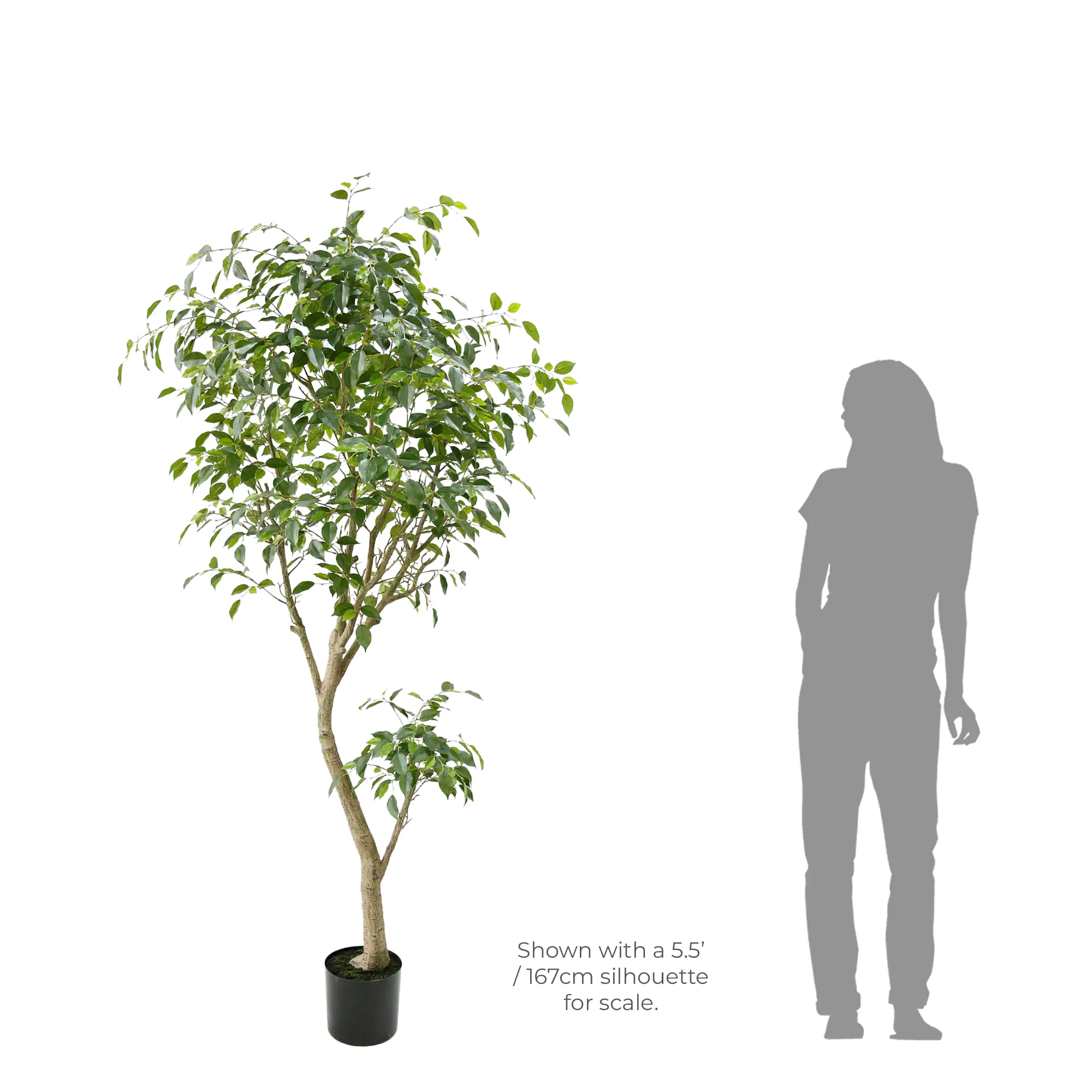 FICUS BENJAMINA TREE 206cm - GREEN