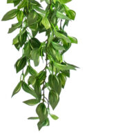 Artificial Wandering Jew Hanging Bush Green/White