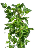 Artificial Wandering Jew Hanging Bush Green/White