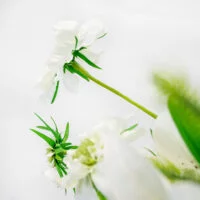 B461 LILY WHITE WITH SCABIOSA AND FOLIAGE IN CYLINDER VASE