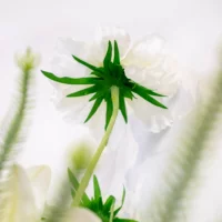 B461 LILY WHITE WITH SCABIOSA AND FOLIAGE IN CYLINDER VASE