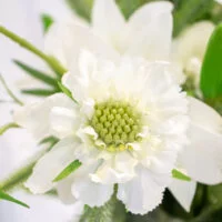 B461 LILY WHITE WITH SCABIOSA AND FOLIAGE IN CYLINDER VASE