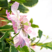 D332 MIXED PINKS IN PEDASTAL URN VASE