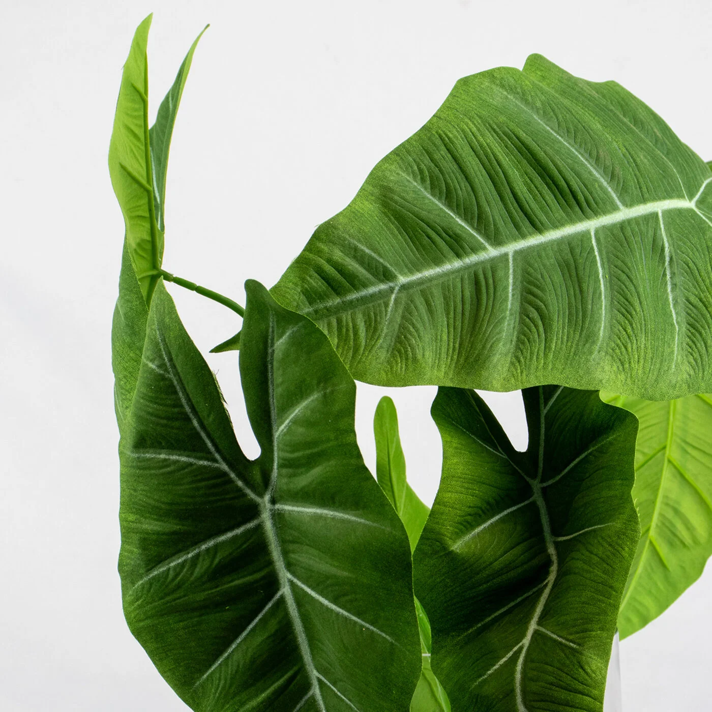 Artificial Alocasia Micholitziana Frydek Bush Pick – Green Velvet Alocasia