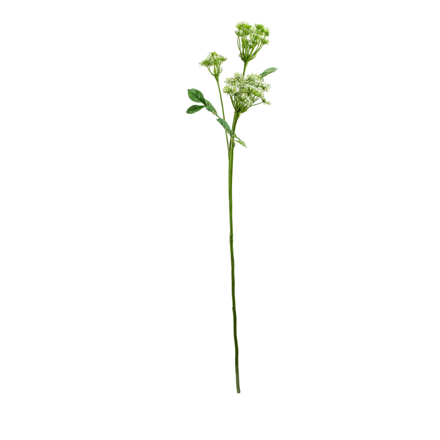 QUEEN ANNE'S LACE 82CM WHITE
