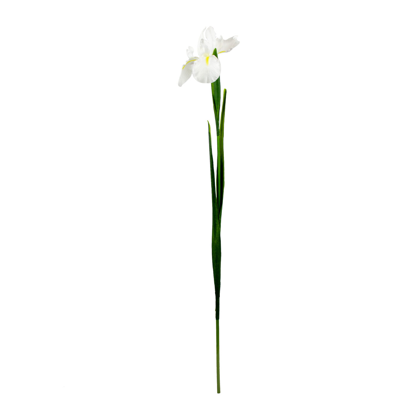 White Iris Flower Spray with Open Blooms and Leaves