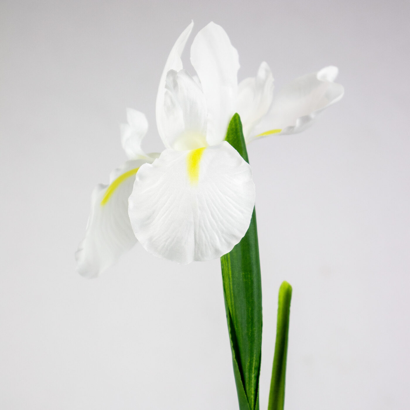 White Iris Flower Spray with Open Blooms and Leaves