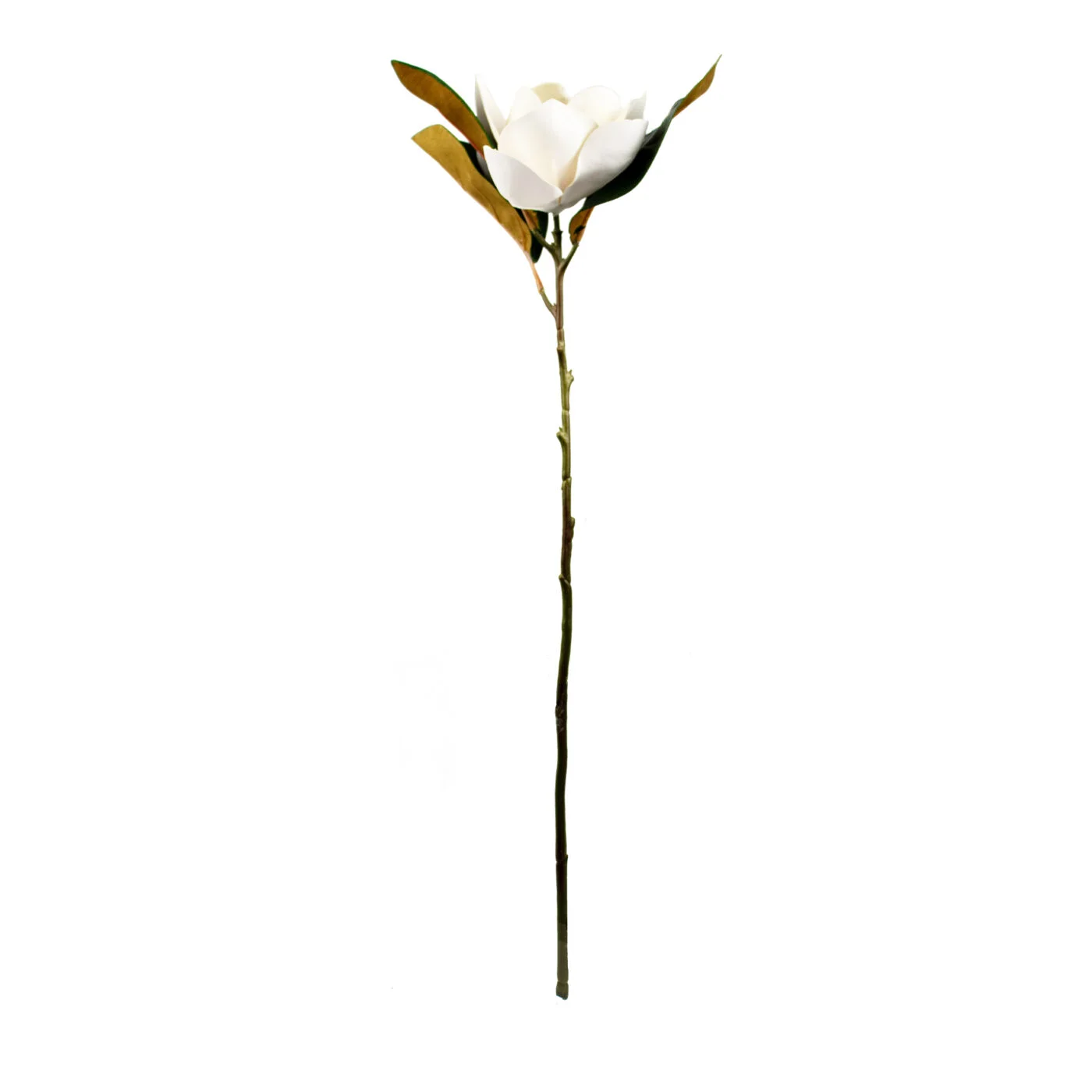 MAGNOLIA STEM OPEN WHITE 66CM