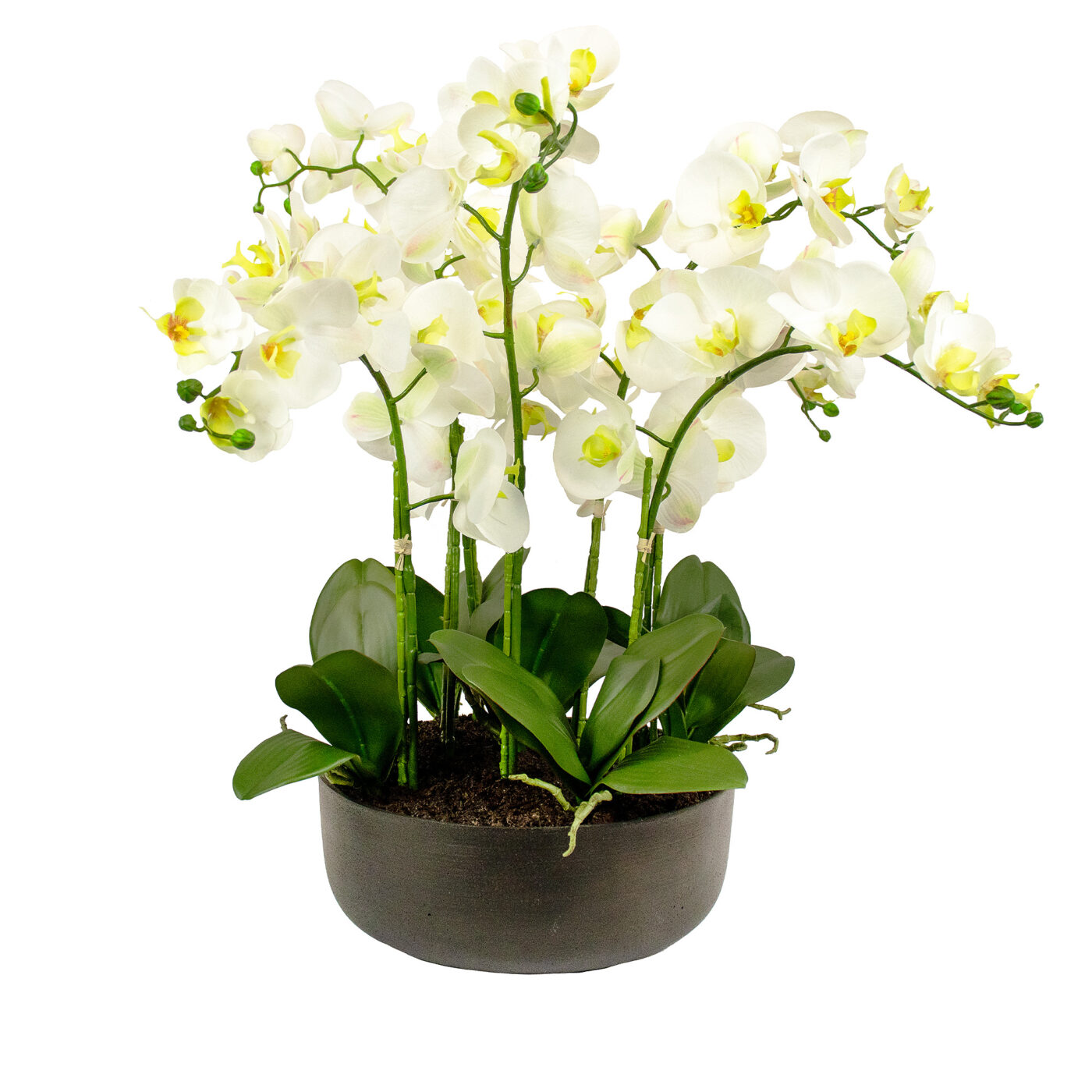 PHALAENOPSIS ORCHID WHITE IN CHARCOAL PLANTER
