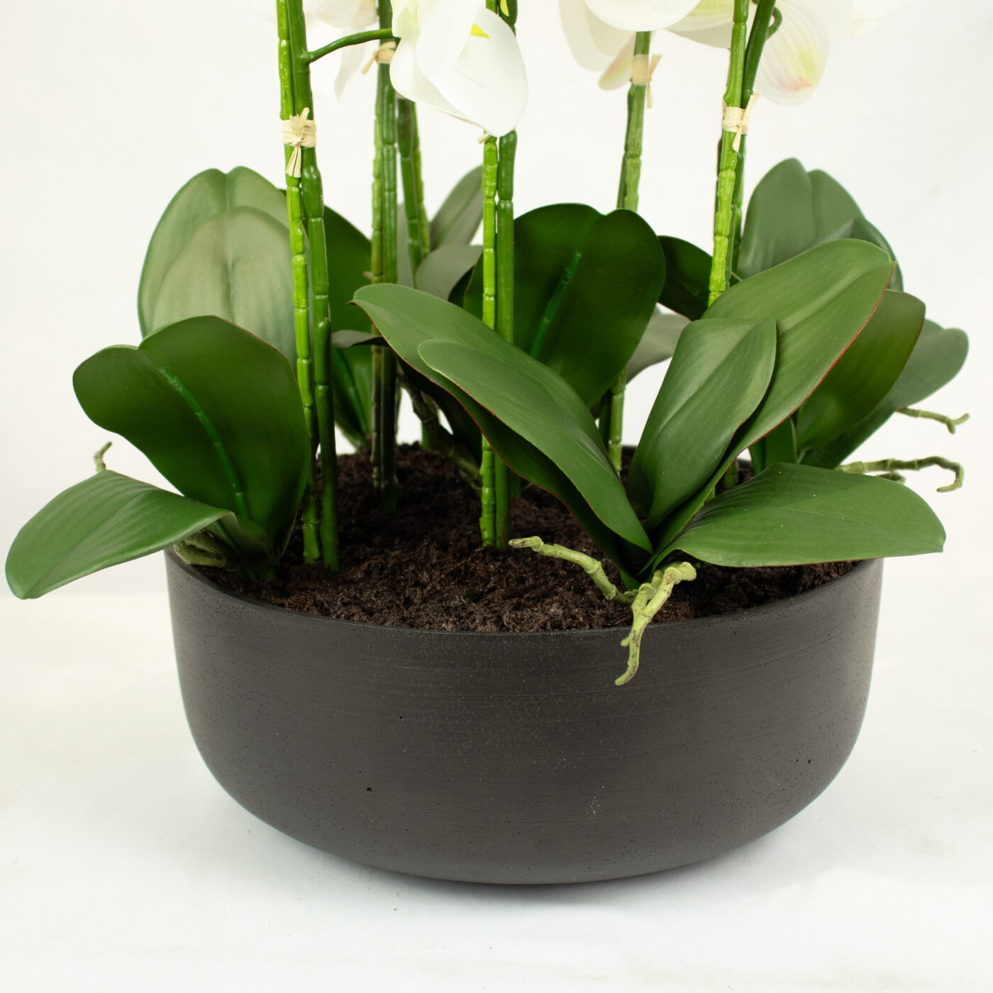 PHALAENOPSIS ORCHID WHITE IN CHARCOAL PLANTER