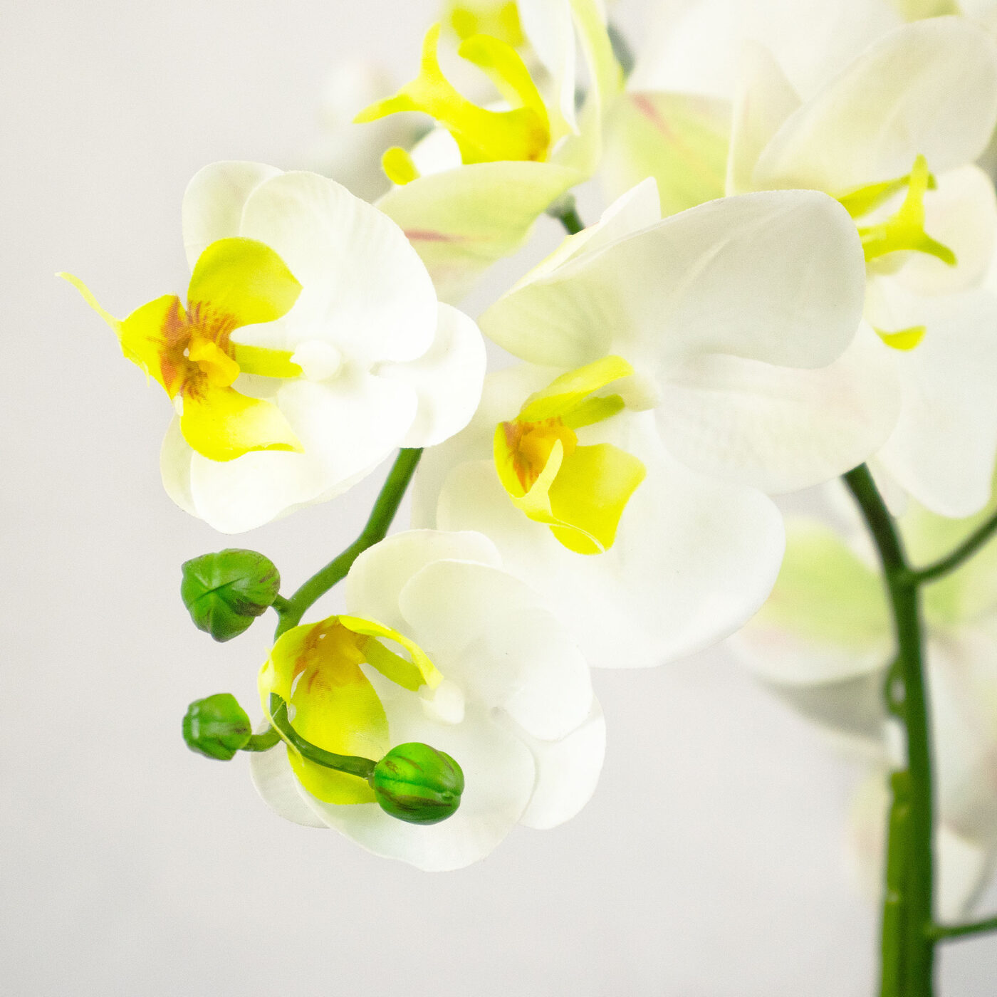 PHALAENOPSIS ORCHID WHITE IN CHARCOAL PLANTER