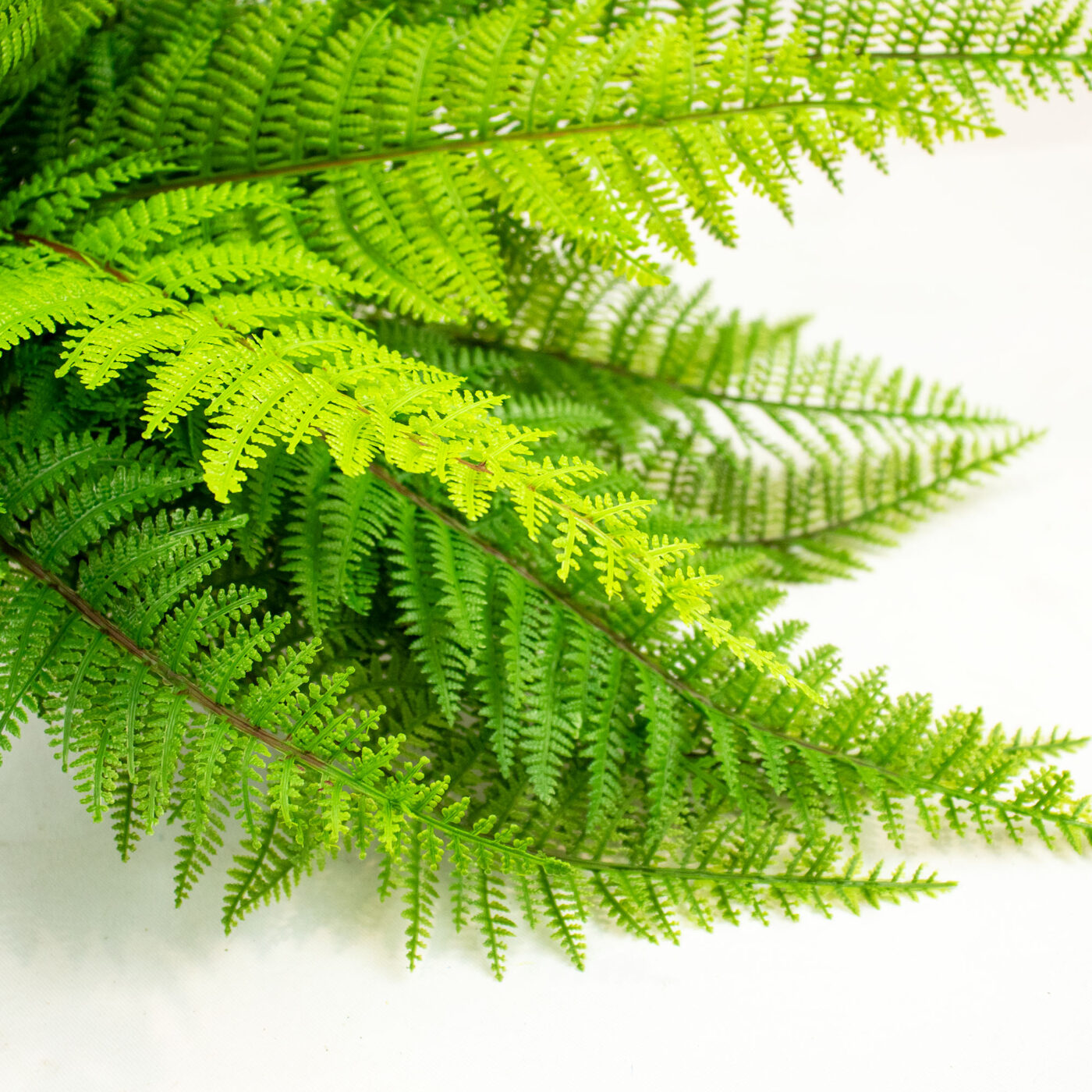 SWORD FERN BUSH PICK GREEN - 44CM