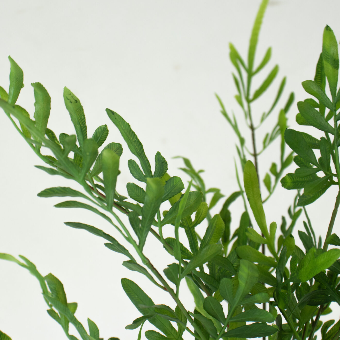 SWORD FERN BUSH 44CM GREEN