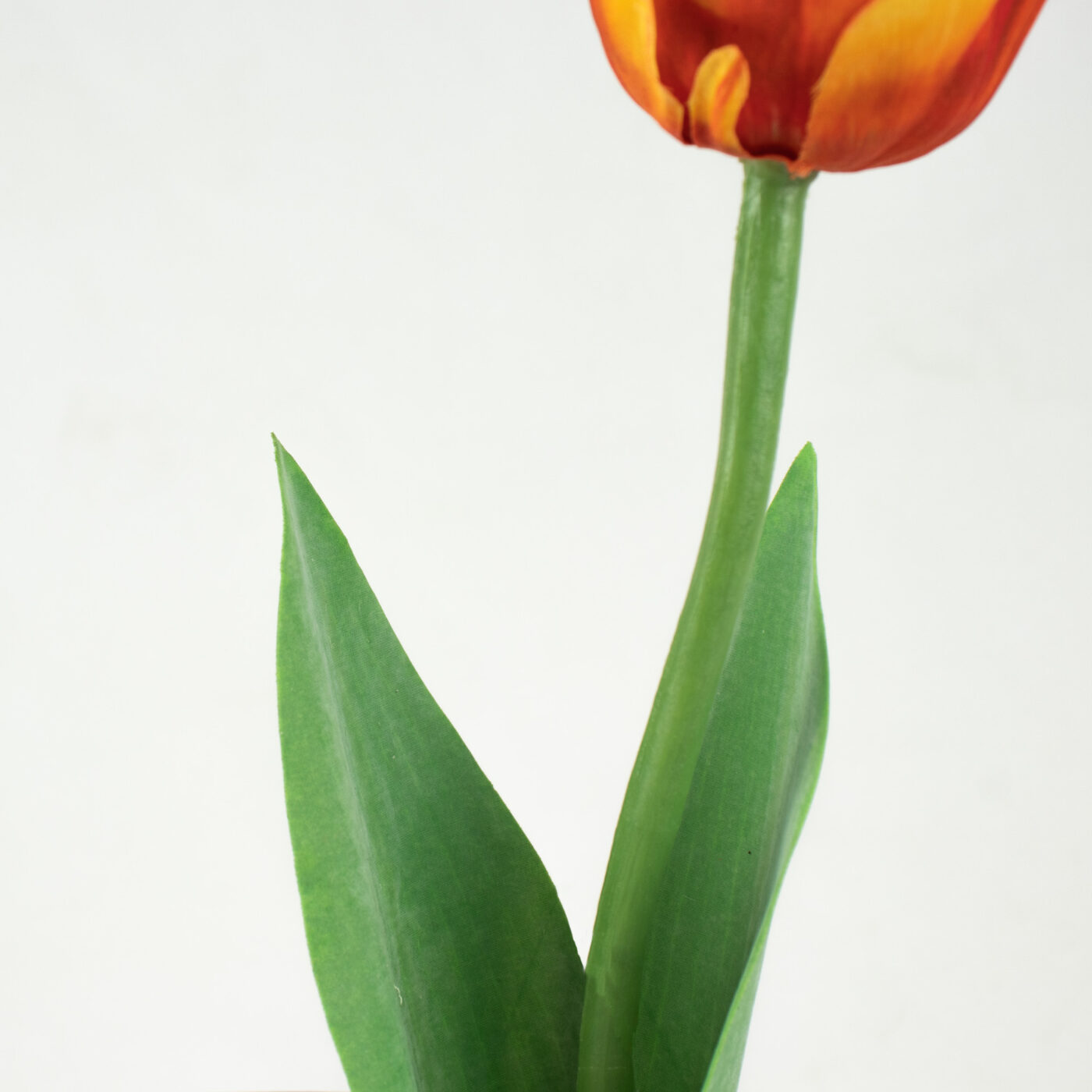 Parrot Tulip Stem with Leaves - YEL/ORG 52CM