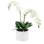 Phalaenopsis Orchids x 2 White in Ceramic Planter