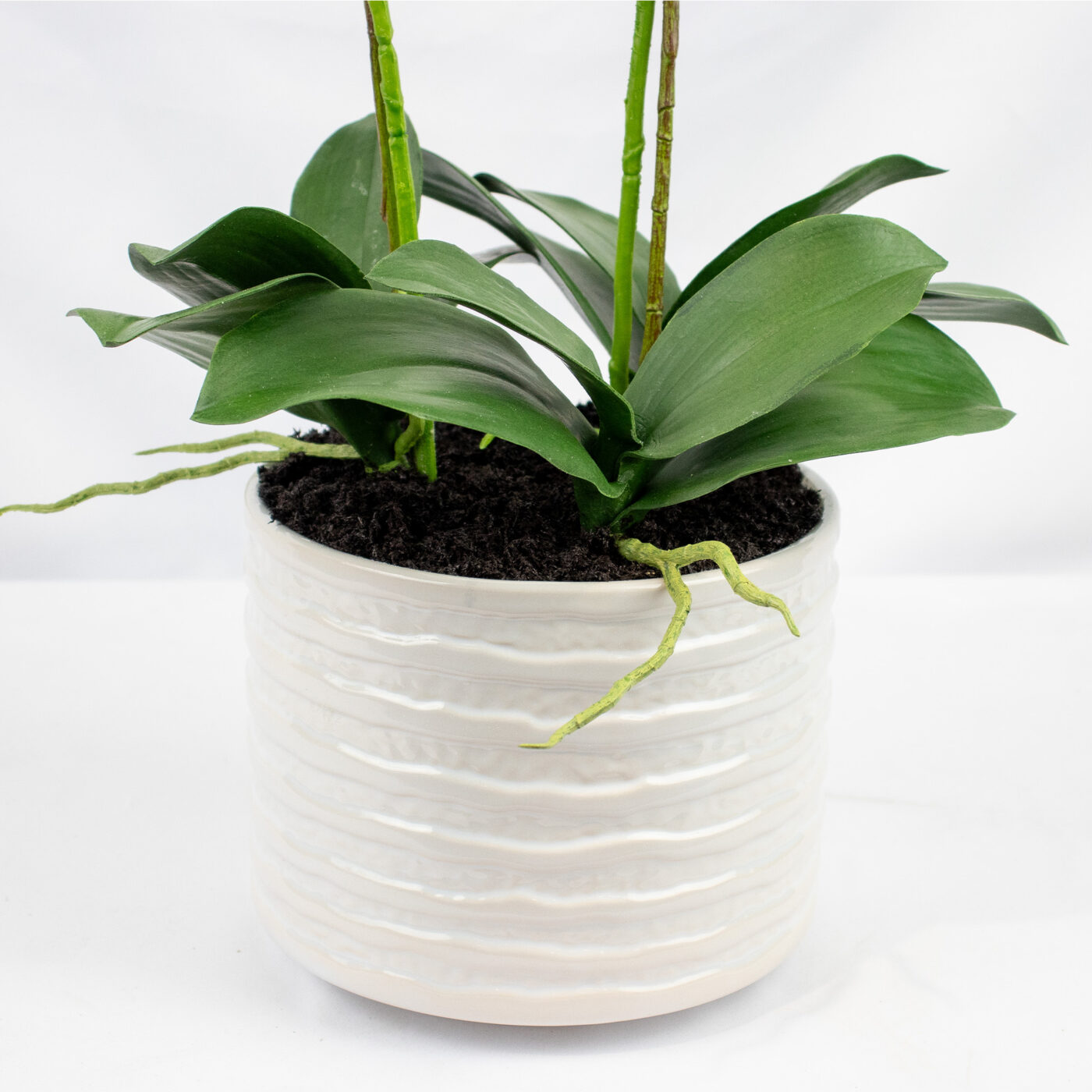 Phalaenopsis Orchids x 2 White in Ceramic Planter
