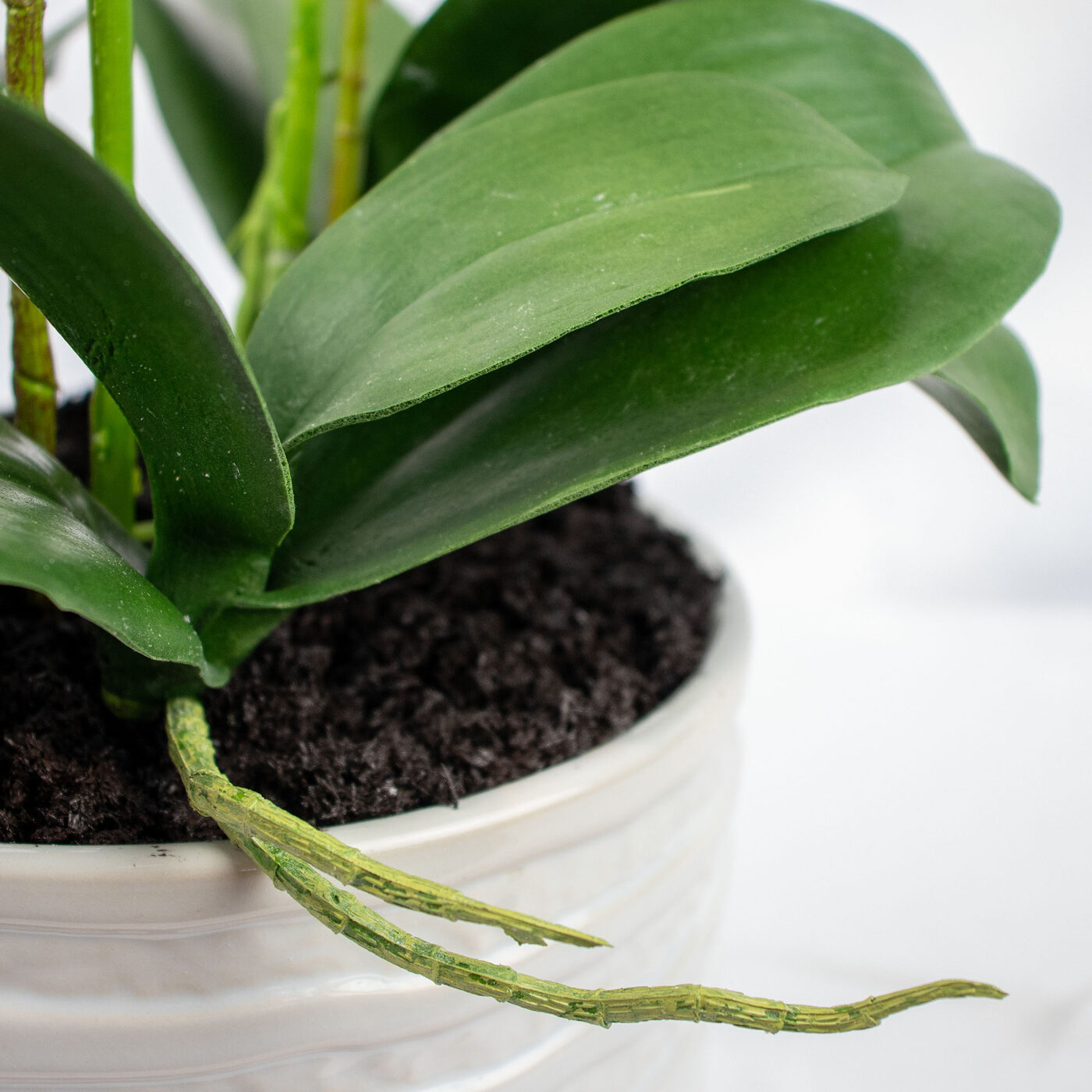 Phalaenopsis Orchids x 2 White in Ceramic Planter