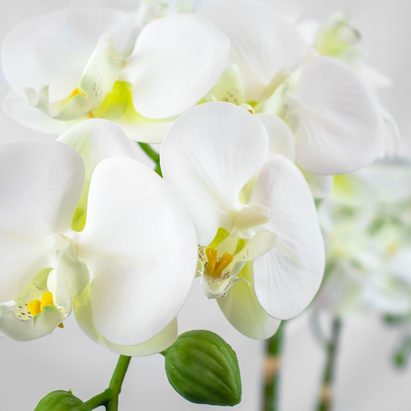 Phalaenopsis Orchids x 2 White in Ceramic Planter