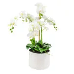 Phalaenopsis Orchids x 2 White in Large Ceramic Planter P1463