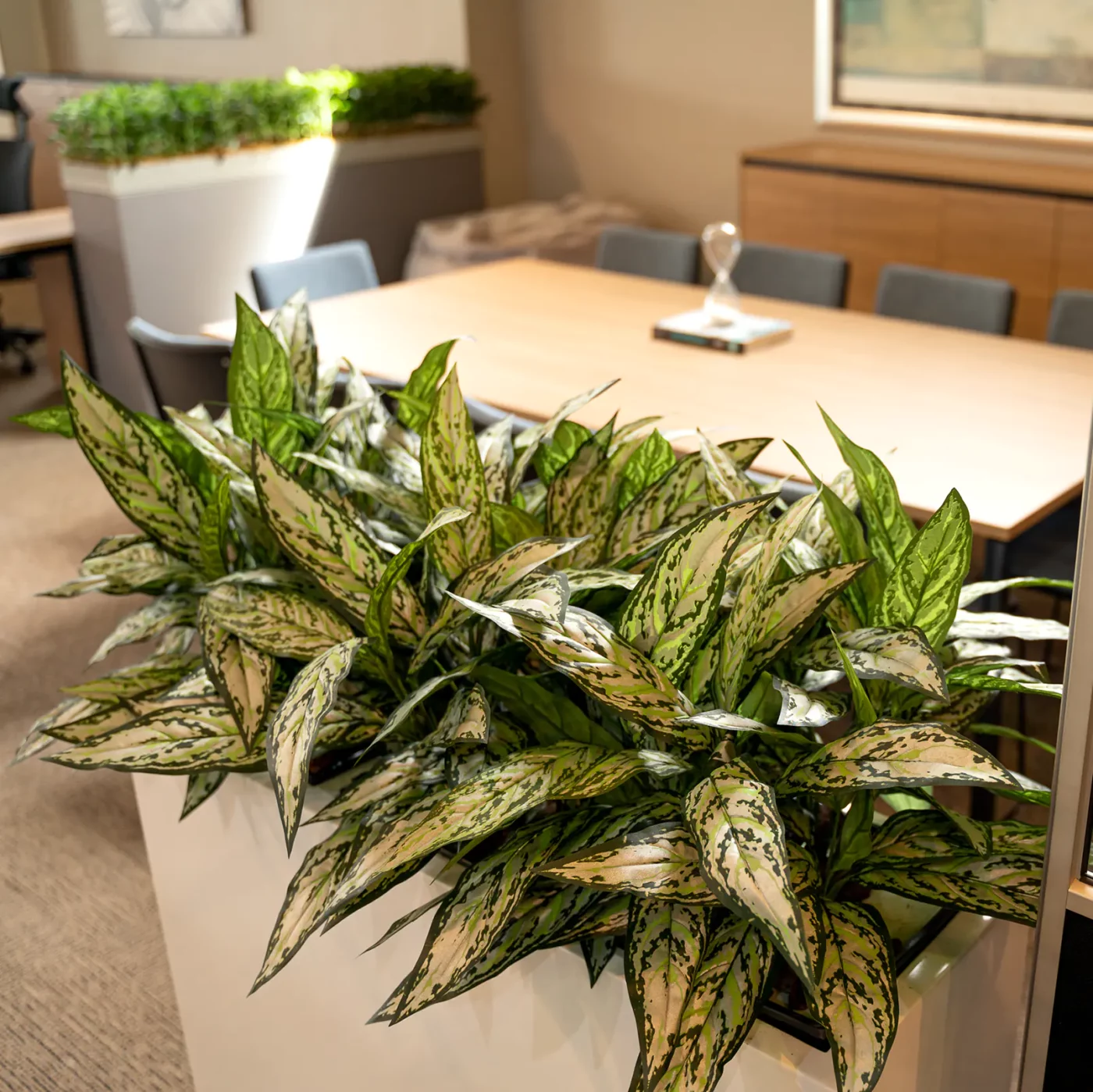 MIXED PLANTS IN POLY TRAY PER METER - Image 12
