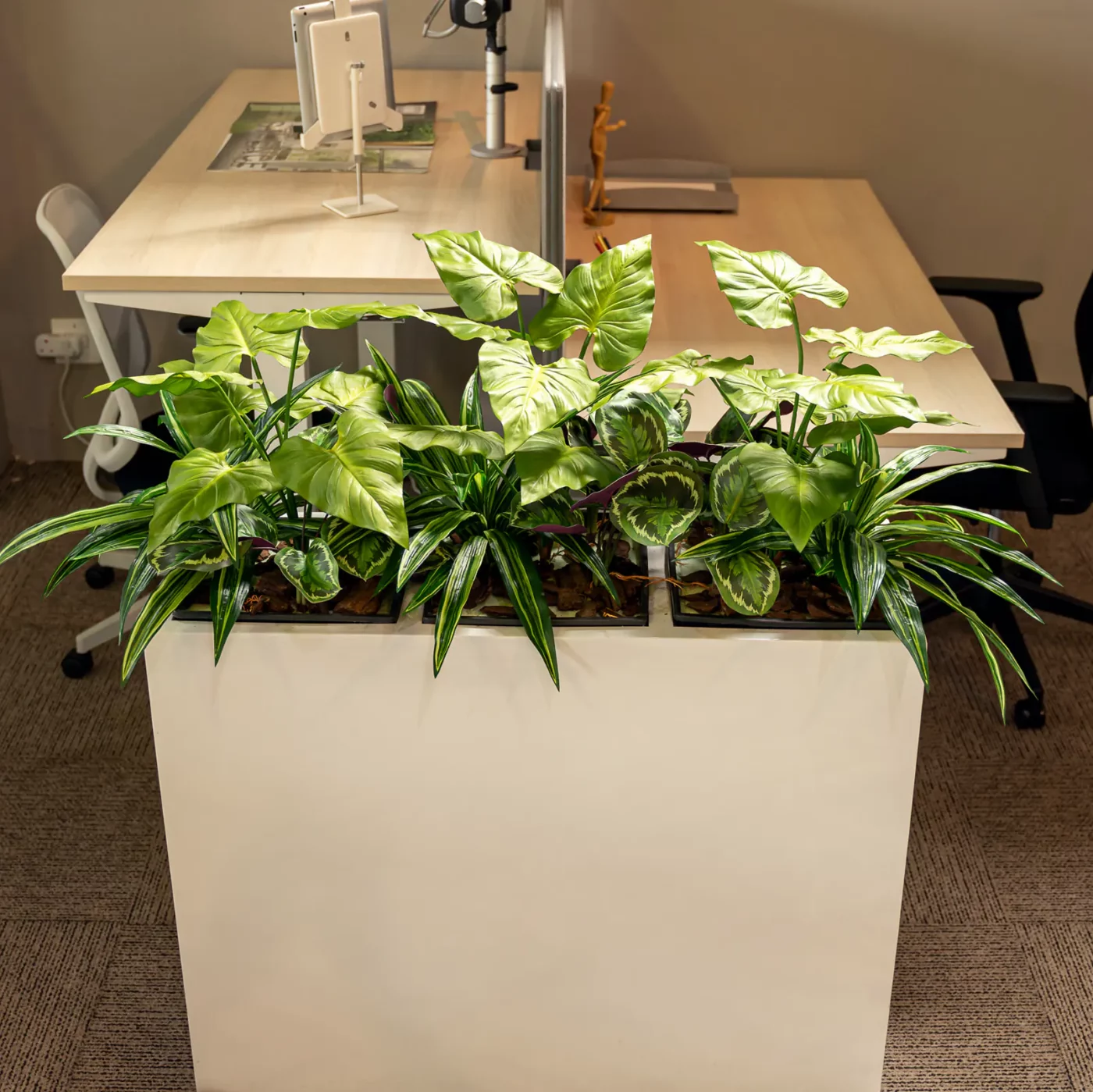 MIXED PLANTS IN POLY TRAY PER METER - Image 13