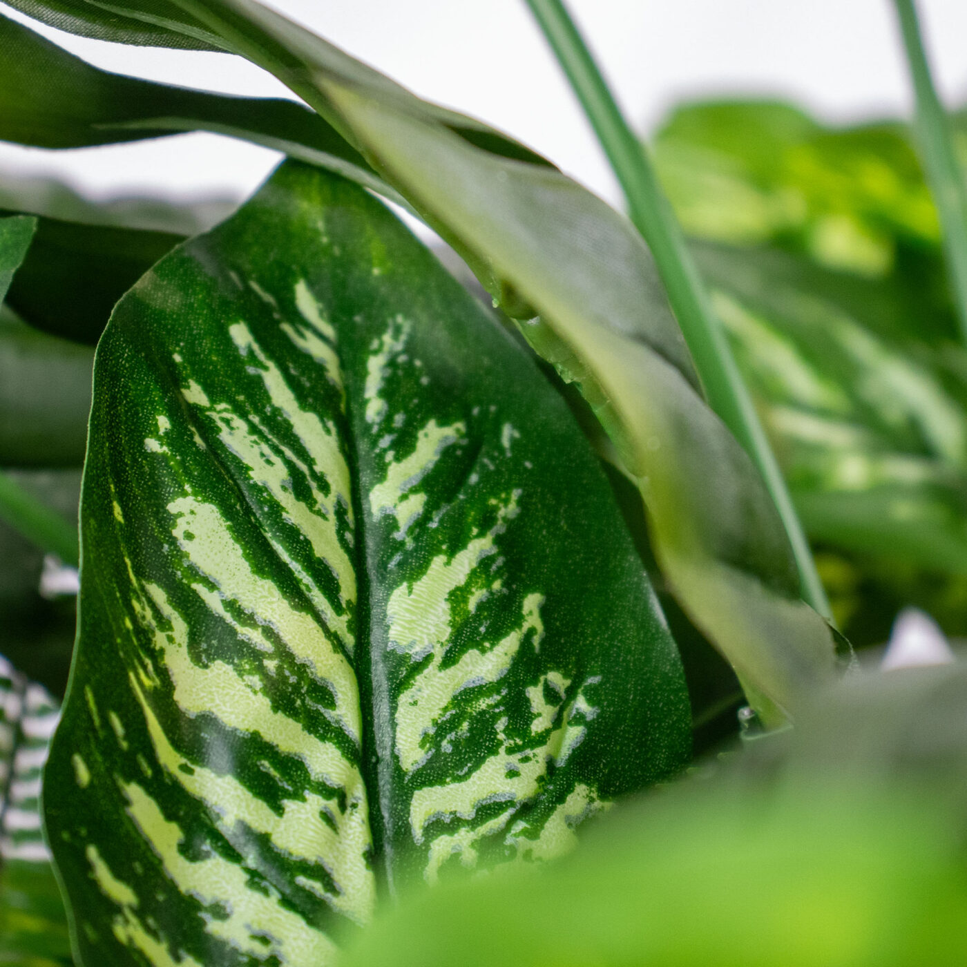 MIXED PLANTS IN POLY TRAY PER METER - Image 6