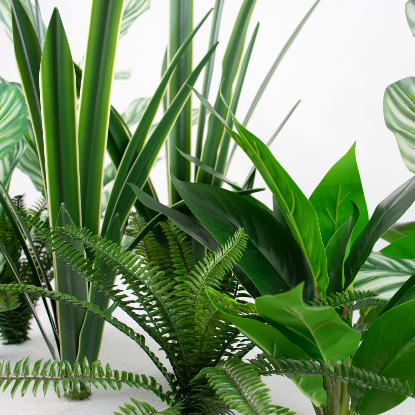 MIXED PLANTS IN POLY TRAY PER METER - Image 5