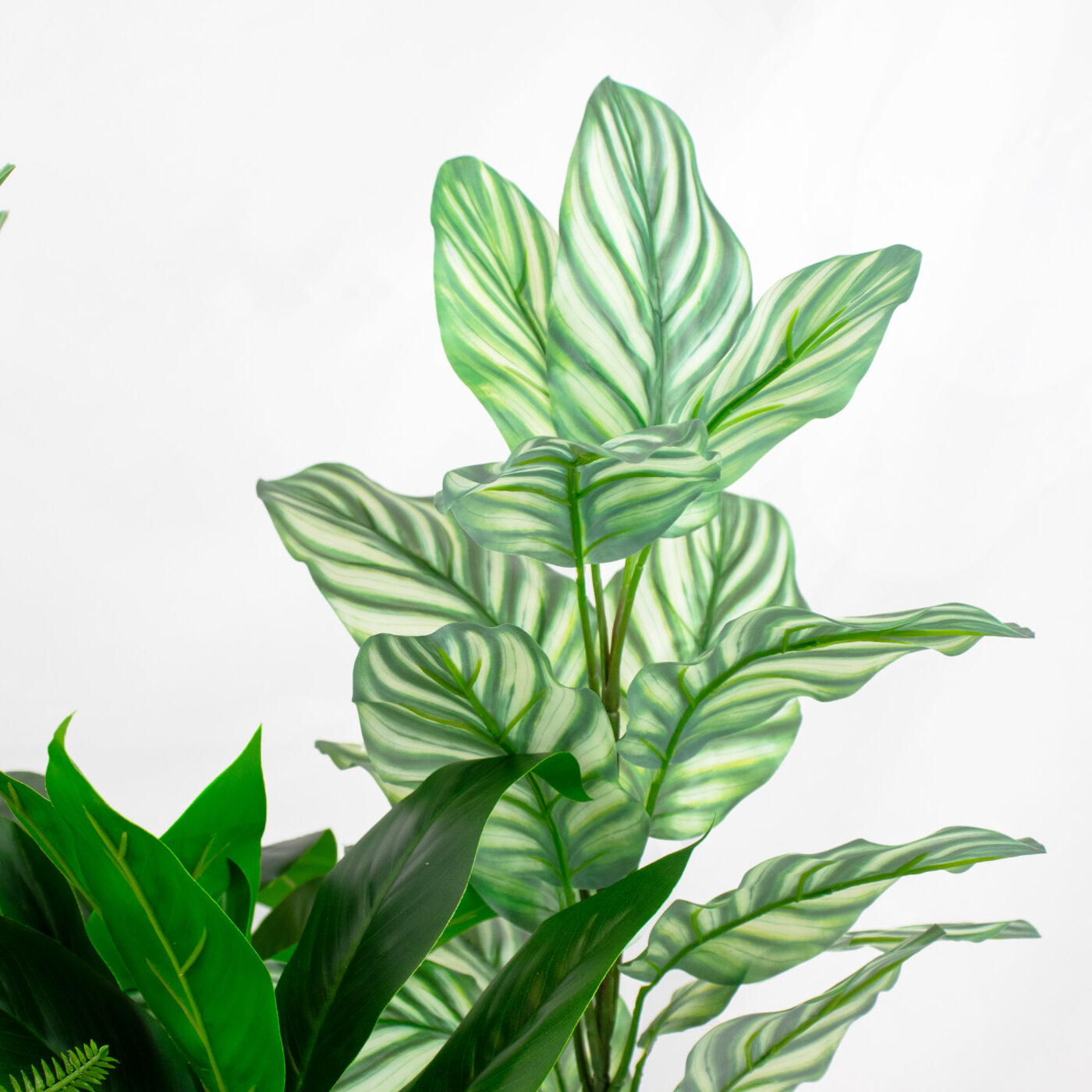 MIXED PLANTS IN POLY TRAY PER METER - Image 3