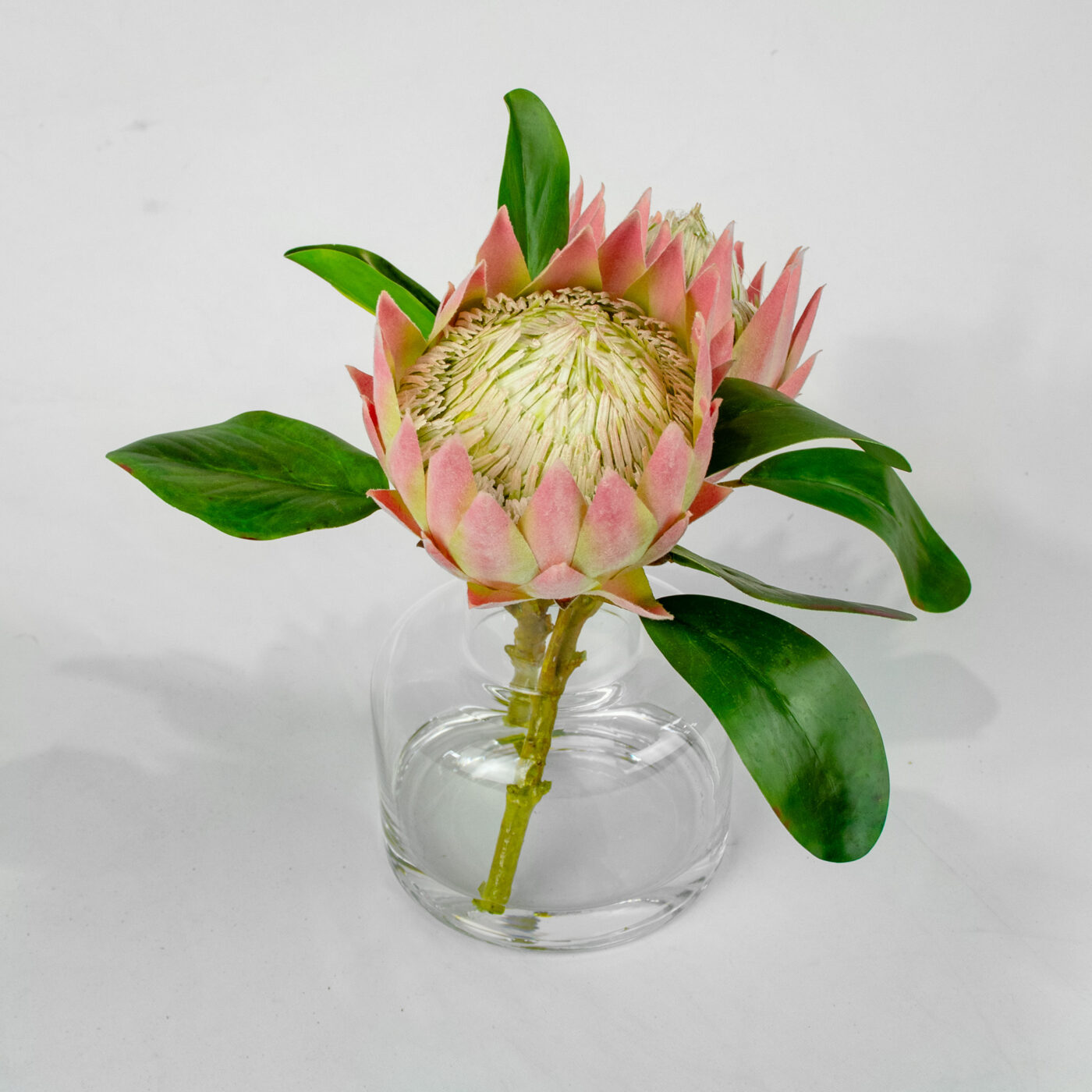PROTEA MAUVE IN JAR VASE