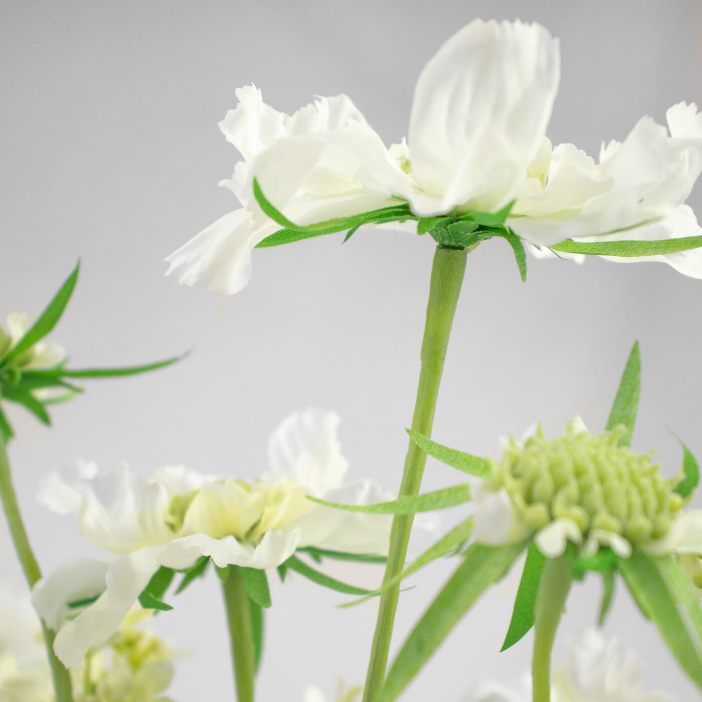 SCABIOSA AND PEONY WHITE IN RIBBED GLASS VASE