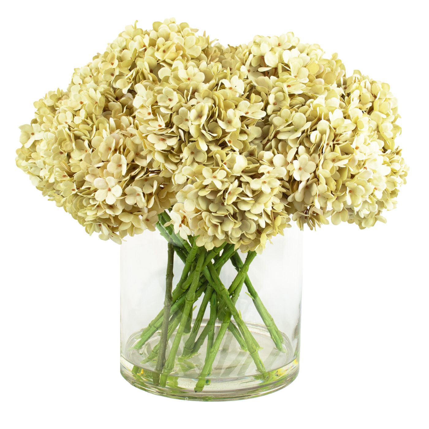 HYDRANGEA CREAM IN LARGE CYLINDER VASE