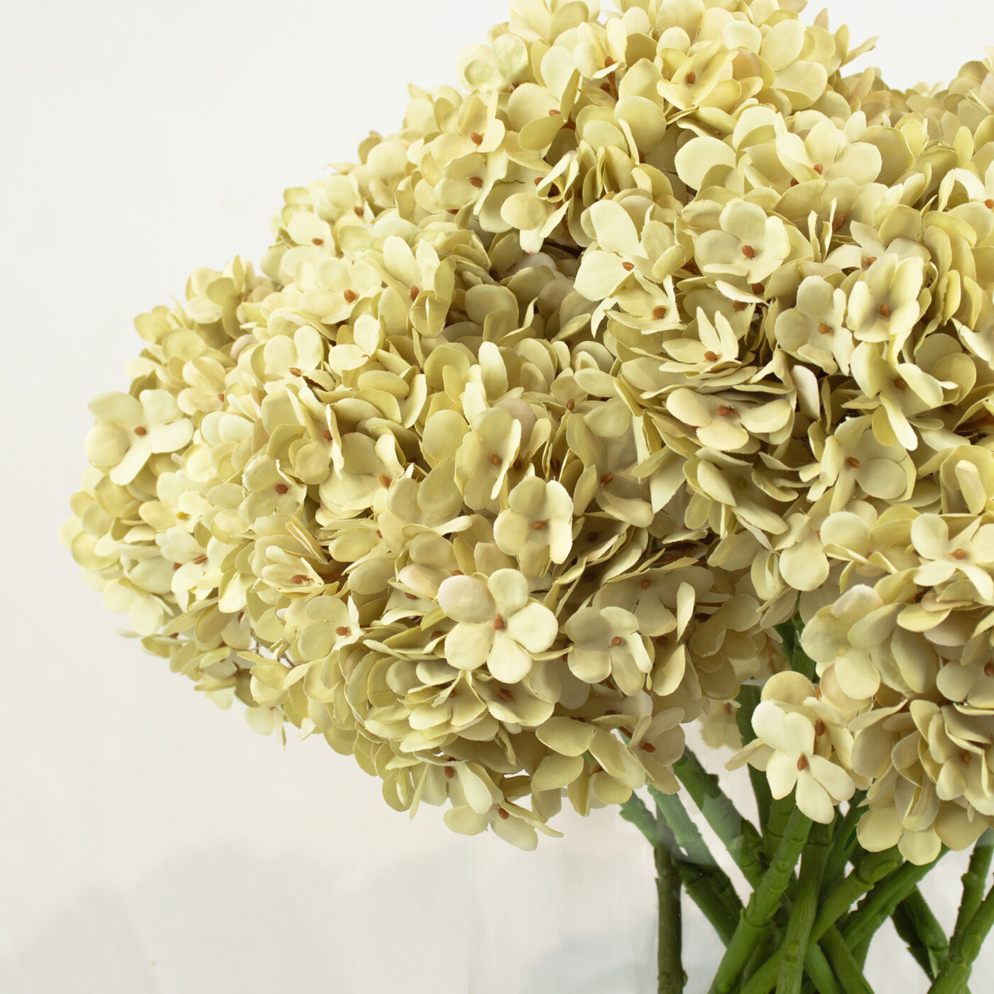 HYDRANGEA CREAM IN LARGE CYLINDER VASE