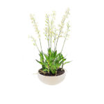 DENDROBIUM ORCHID WHITE IN SANDSTONE PLANTER