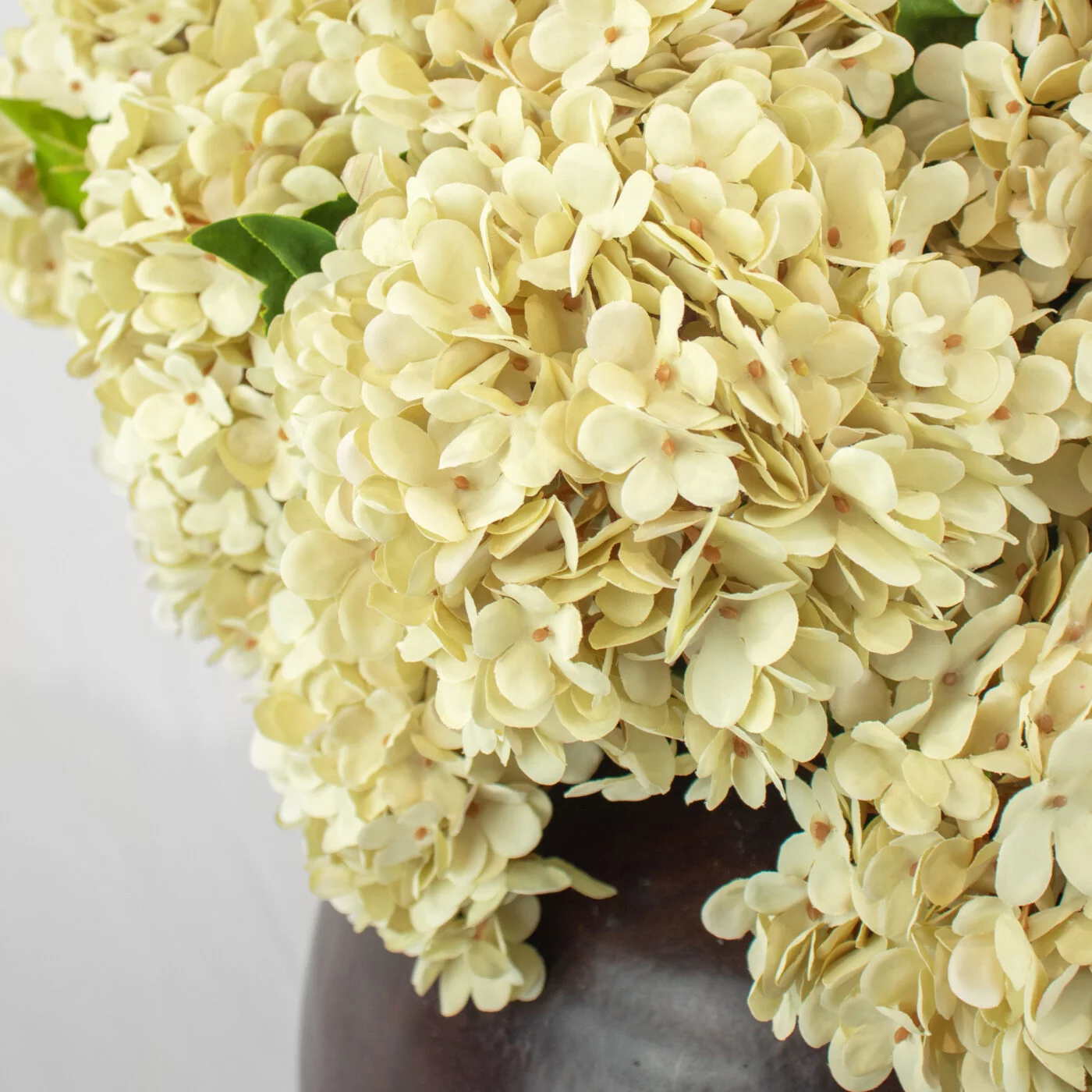 HYDRANGEA DRY CREAM IN CAESAR POT BROWN