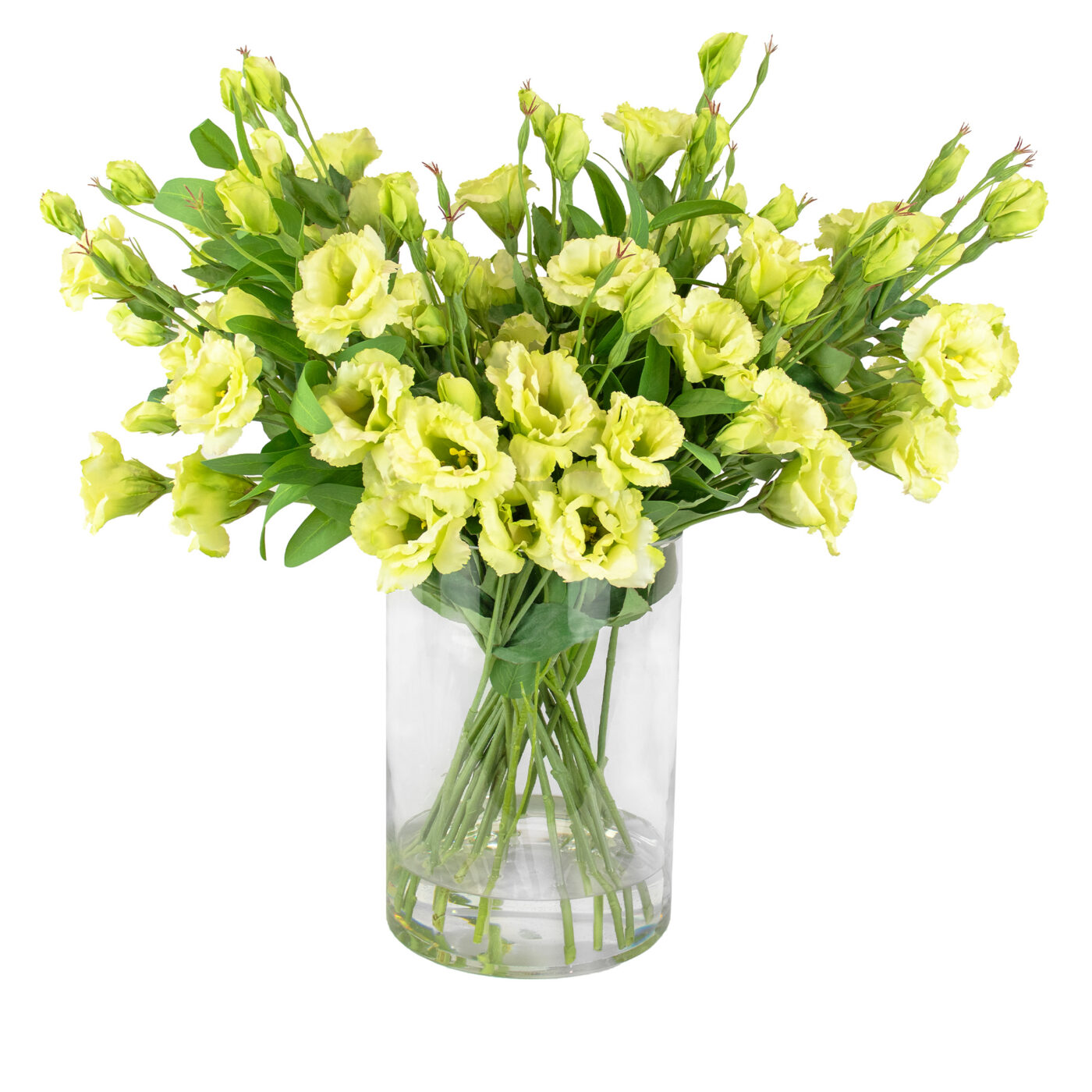 LISIANTHUS LIME IN 30CM CYLINDER VASE