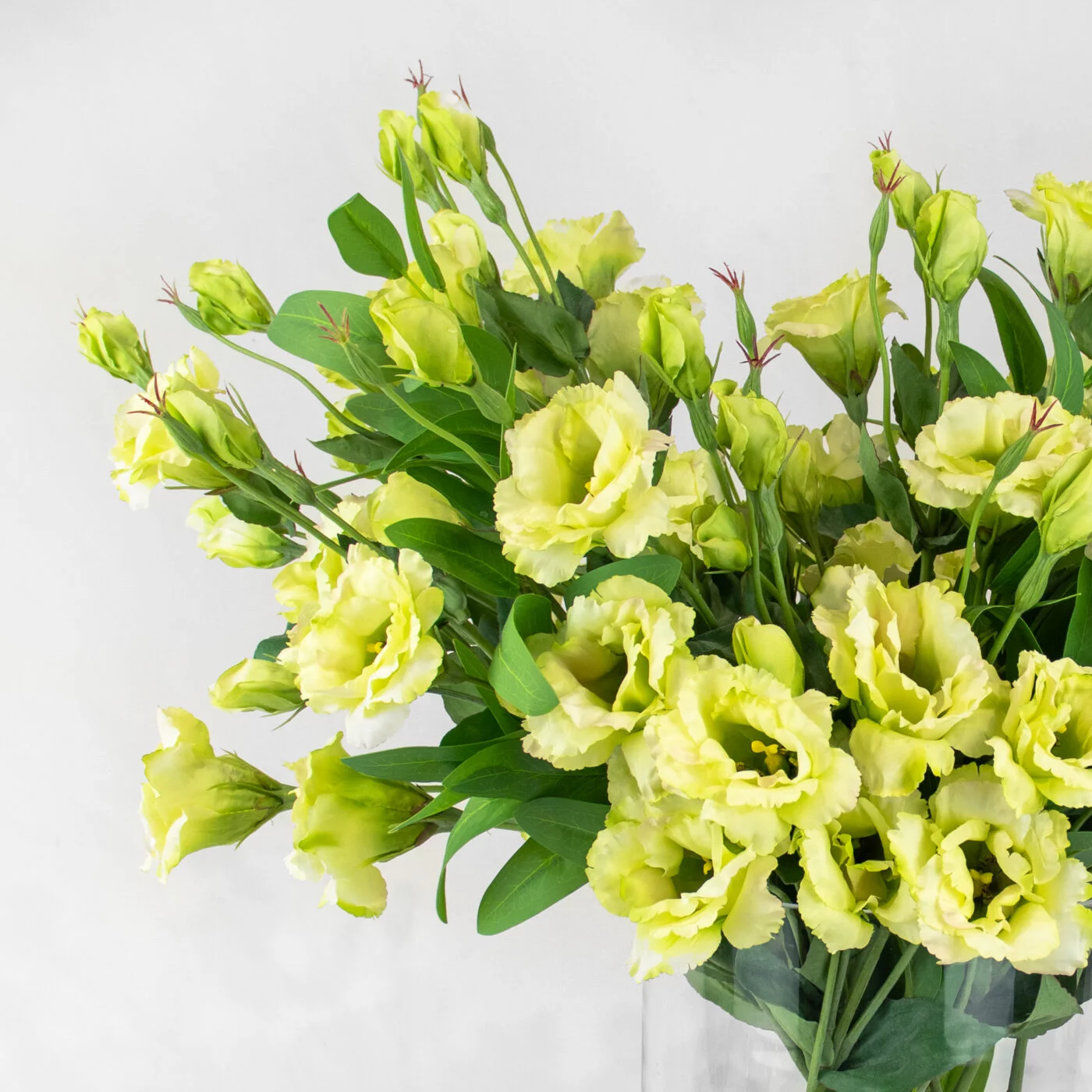 LISIANTHUS LIME IN 30CM CYLINDER VASE