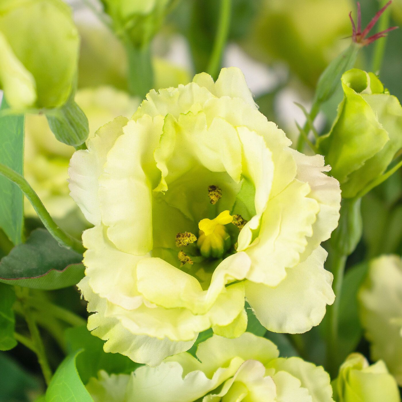 LISIANTHUS LIME IN 30CM CYLINDER VASE