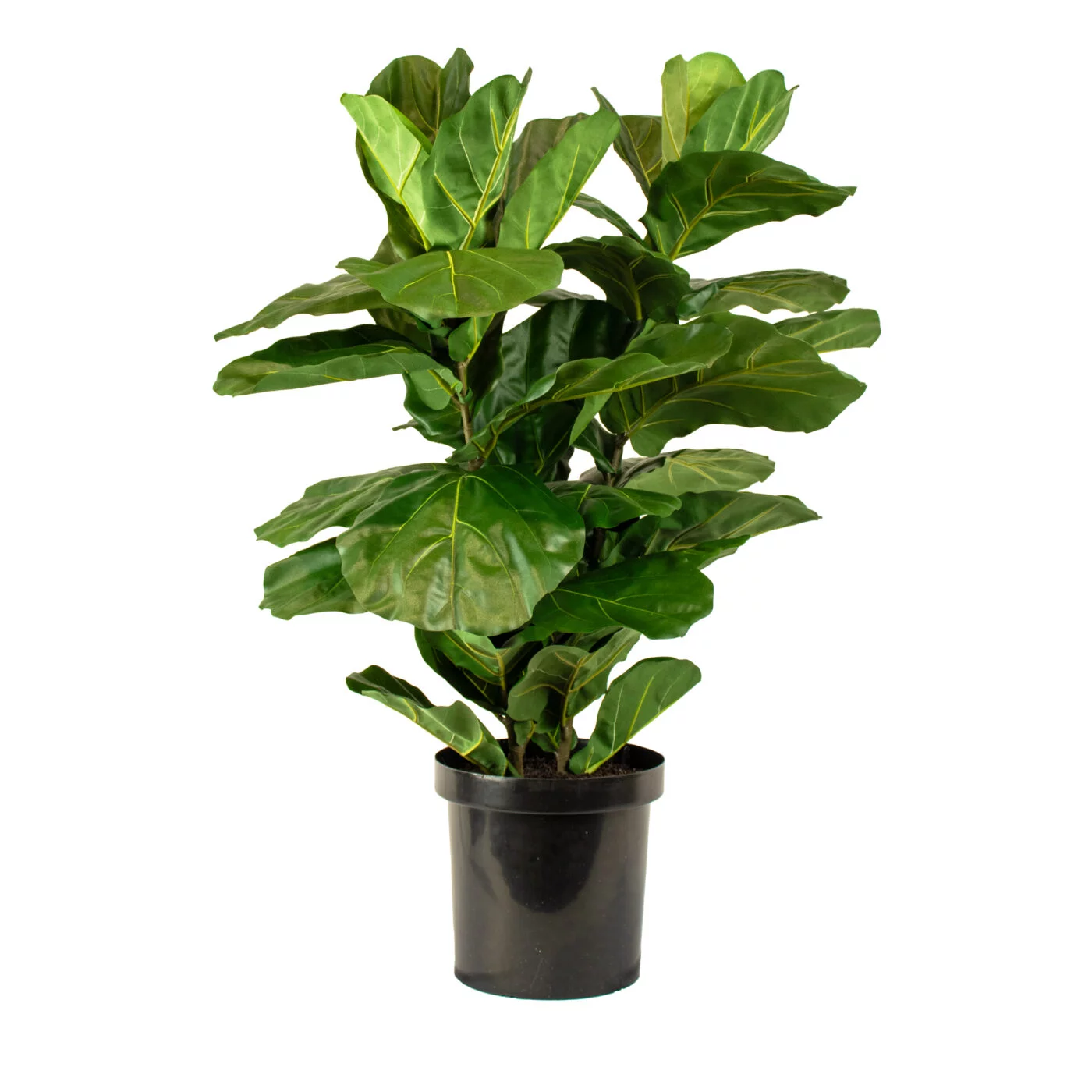 FIDDLE LEAF 100CM X 2 IN 32CM LINER