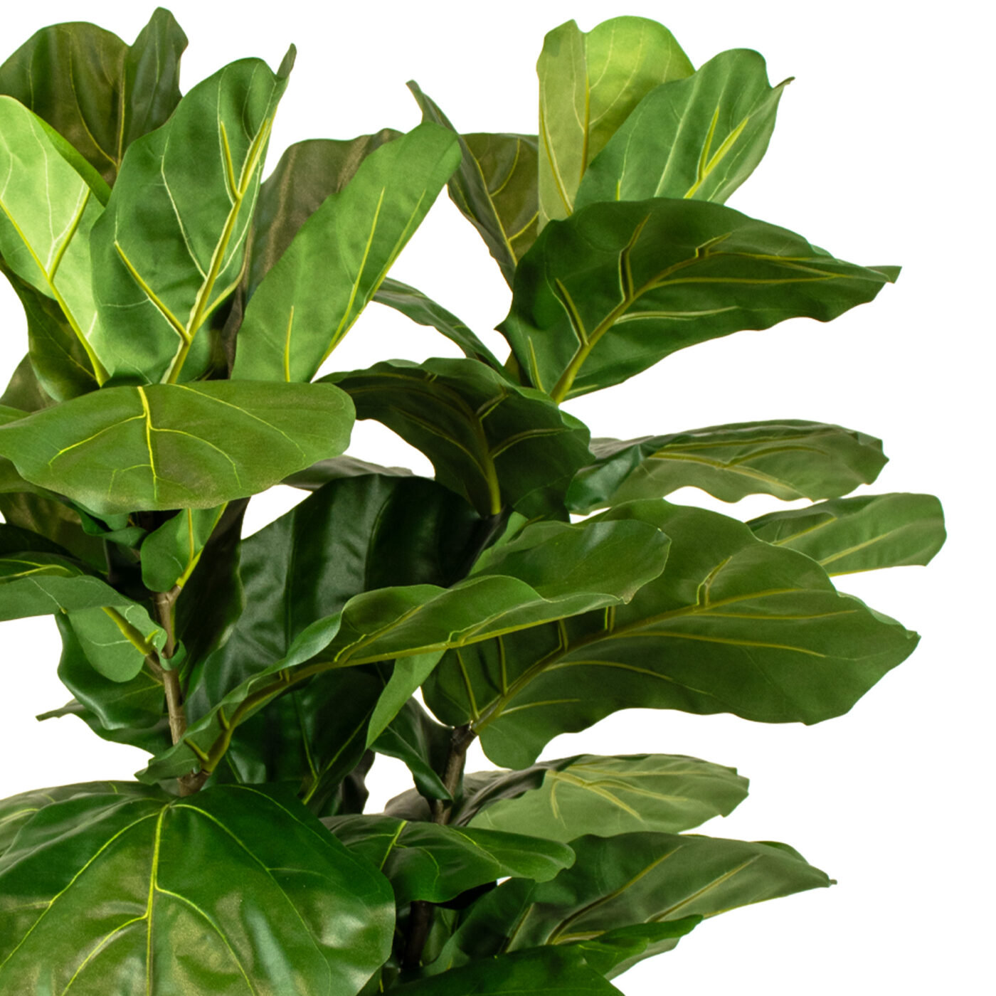 FIDDLE LEAF 100CM X 2 IN 32CM LINER