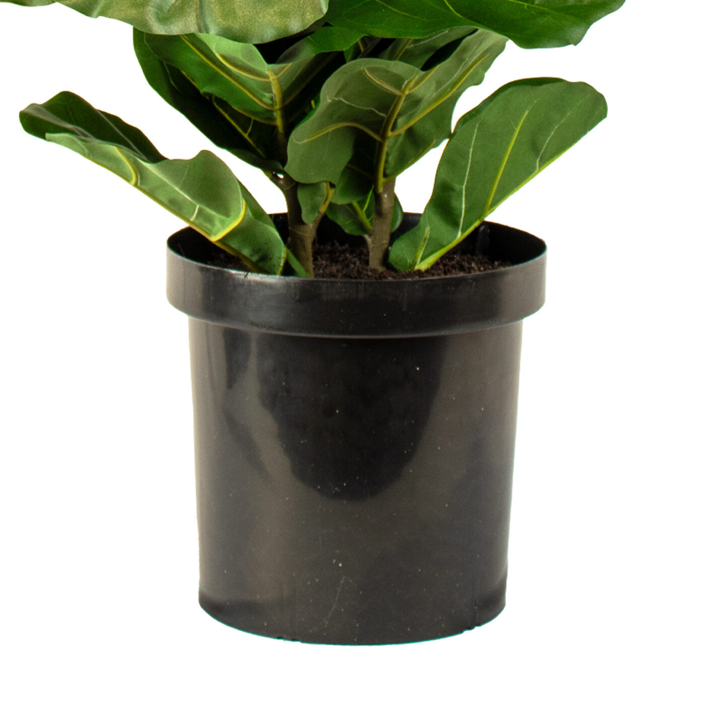 FIDDLE LEAF 100CM X 2 IN 32CM LINER