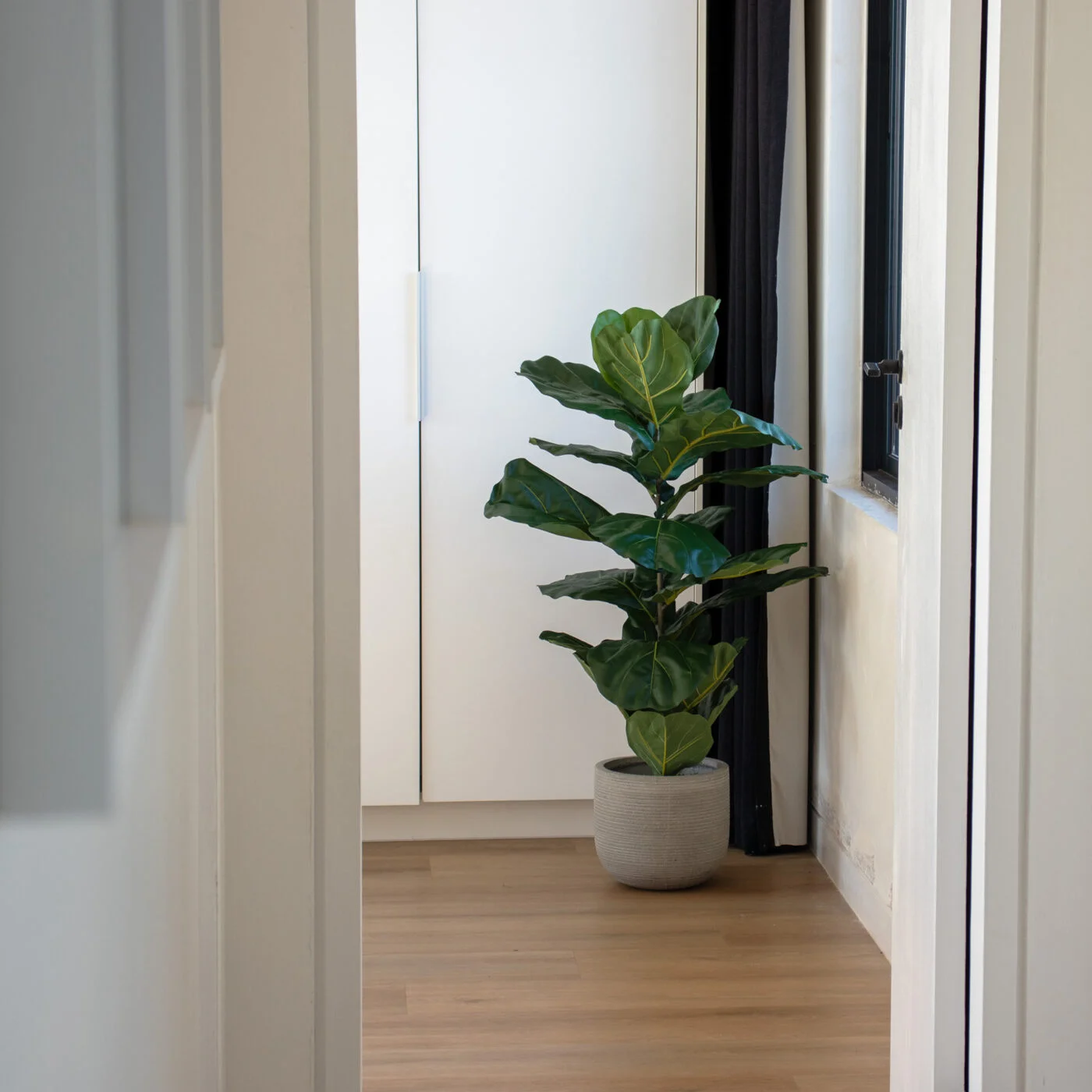 Fiddle Leaf potted tree in bedroom
