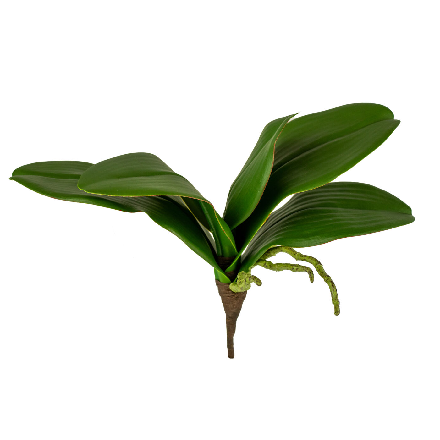 PHALAENOPSIS ORCHID LEAF PICK 9.5" GREEN