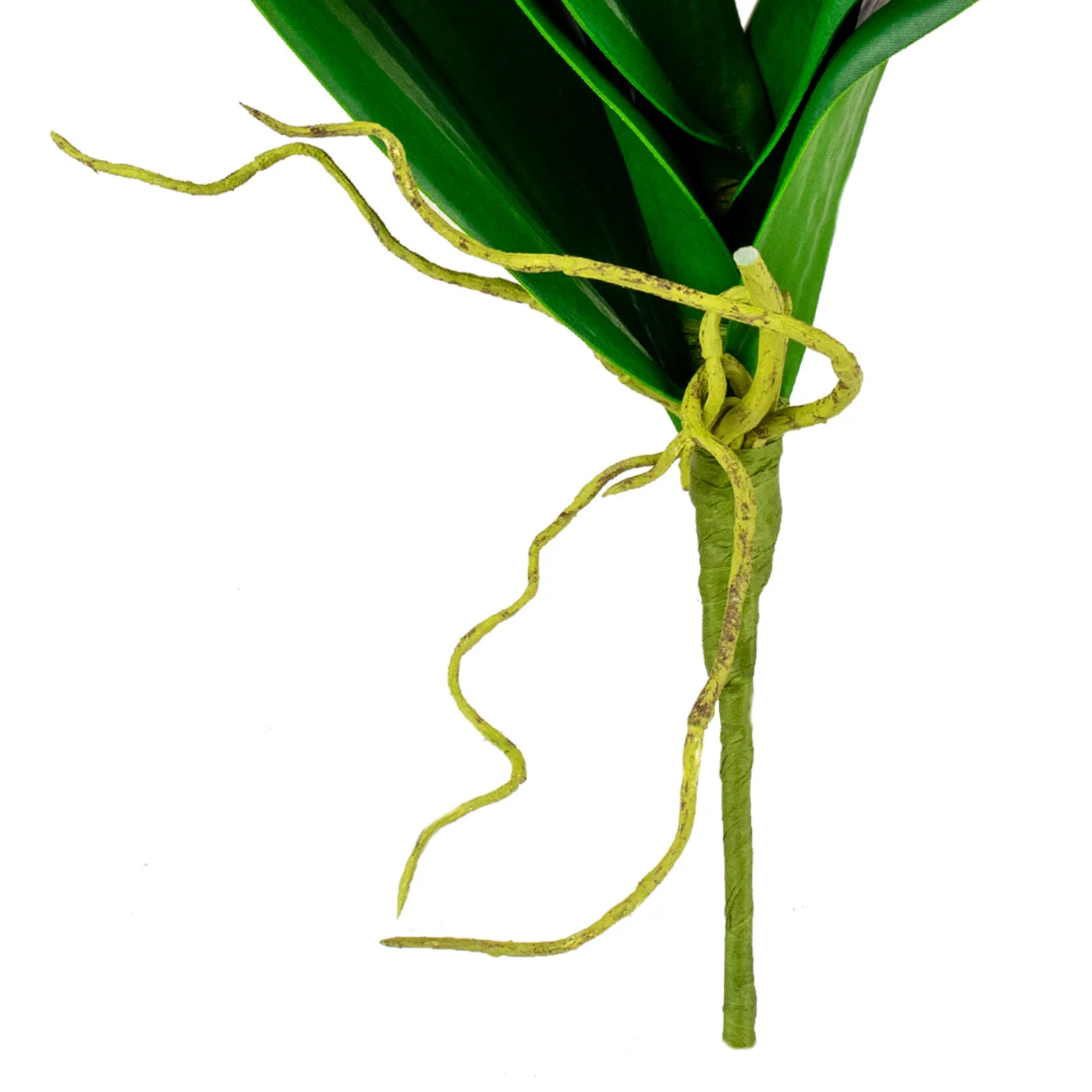 ORCHID LVS X 5 W/ROOT SPRAY GREEN