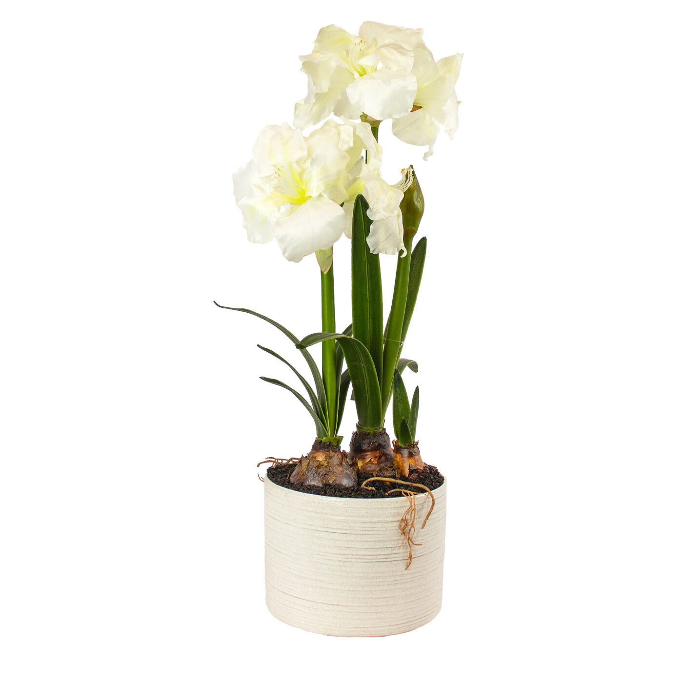 AMARYLLIS WHITE IN LARGE CERAMIC PLANTER