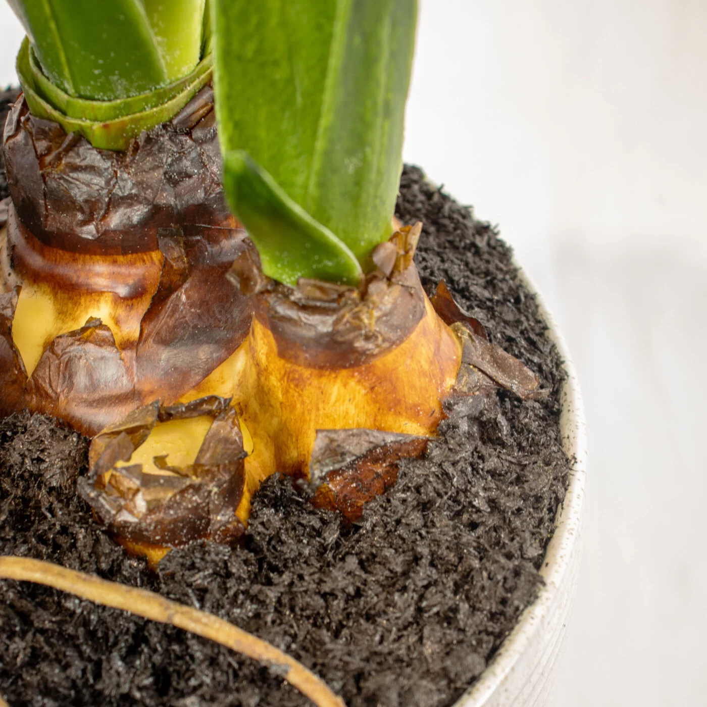 AMARYLLIS WHITE IN LARGE CERAMIC PLANTER