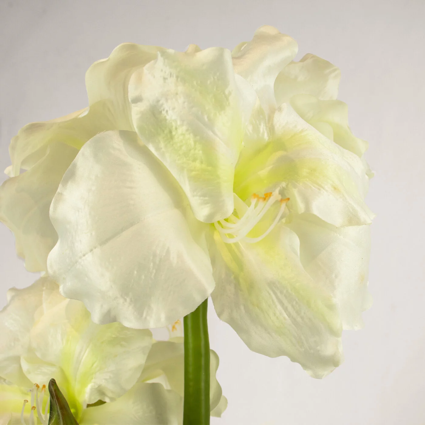 AMARYLLIS WHITE IN LARGE CERAMIC PLANTER
