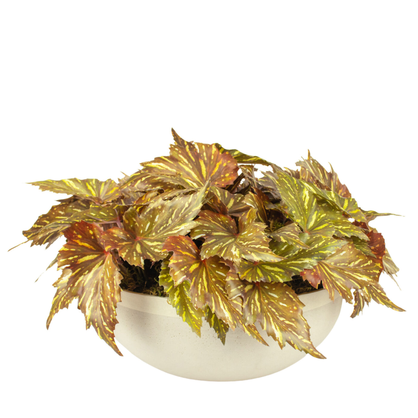 BEGONIA PLANTS IN SANDSTONE PLANTER